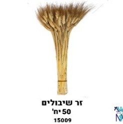 זר כ – 50 יח' שיבולים טבעי